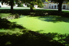 darova-Ludek-Gasseldorfer-leto-2011-02