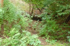 Konopiště-2010-01